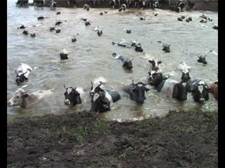 плавающие коровы