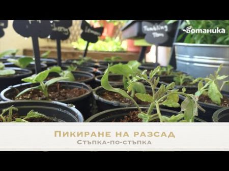 Пикиране на разсад