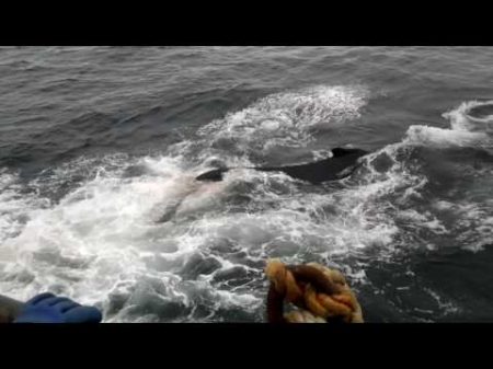 Норвегия краболов Спасение кита