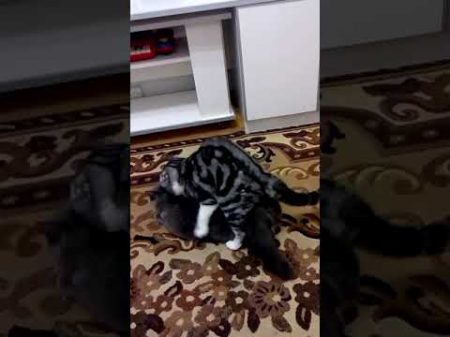Вязка шотландских котиков