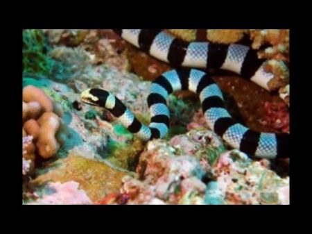 Опасные обитатели Красного моря или будь начеку в подводном царстве
