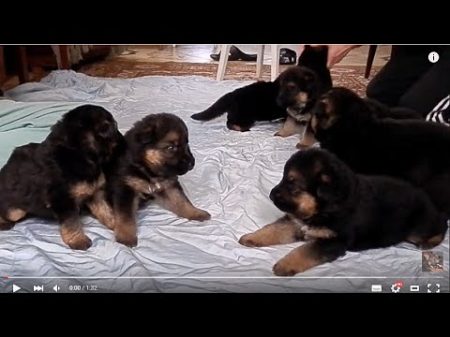 Sweet German Shepherd puppies Такие лапочки!Щенки немецкой овчарки Одесса