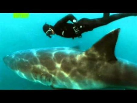 Танец с белой акулой Mike Rutzen Dance with great white shark