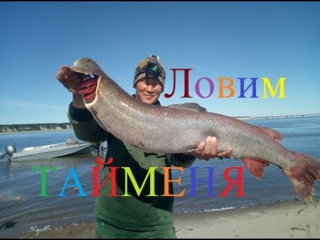 Ловим тайменя осетра и налима! Рыбалка в Якутии! Yakutia