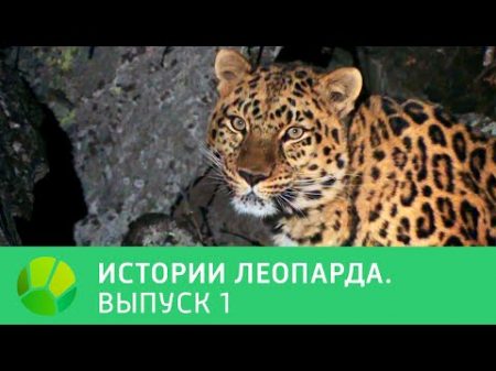 История леопарда Выпуск 1 Живая Планета