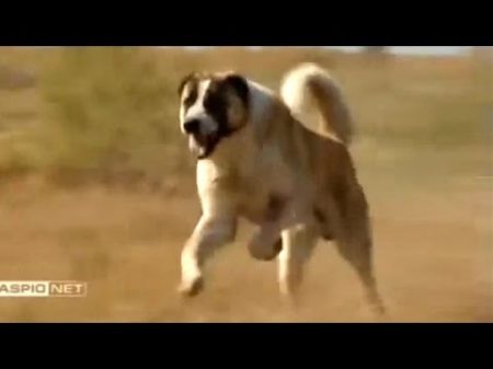 Tobet Dog Kazakhstan Тобет казахский волкодав