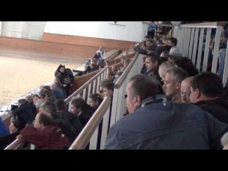 МИЛЛИОН ЗА БЕЛОЯРА АУКЦИОН В МОСКОВСКОМ КОННОМ ЗАВОДЕ 02 10 15