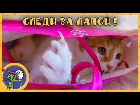 Котик Рыжик стал мамой или веселые приключения в коробке