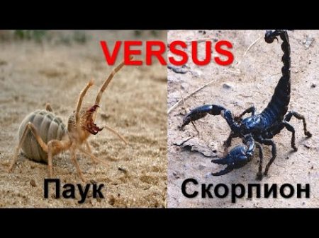 VERSUS Паук против Скорпиона кто сильнее