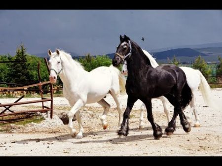 Три красавца коня!