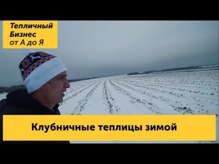 Зимние теплицы на юге России Как выглядит клубничное хозяйство в зимний период