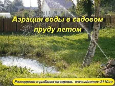 Аэрация воды в пруду для карпов летом Рыба карп