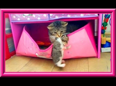 Новый домик для котят Кошка перетаскивает котят в ящик для игрушек