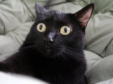 Коты Валерьянка веселье!