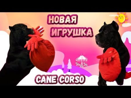 Новая игрушка у собаки Кане Корсо canecorso