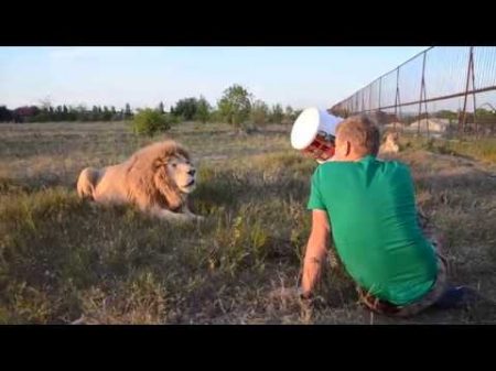 УДИВИТЕЛЬНОЕ РЯДОМ ! Человек кормит льва и отгоняет остальных львов от него ! Тайган Крым