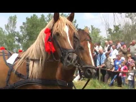 Коні мої коні Чернівці с Стрілецький Кут 2017 частина 2