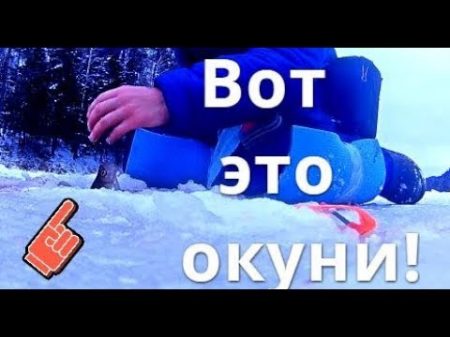 ВОТ ЭТО ОКУНИ! Рыба с трудом проходит в лунку Как привлечь матёрого горбача Болен Рыбалкой 396