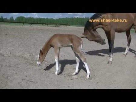 Продажа Ахалтекинский жеребчик Бахи Шаэль Akhalteke colt Bahi Shael Bagia Hamat