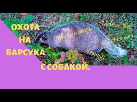 Охота на барсука с собакой
