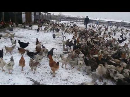 Птицеферма Новая Мака Дагестан