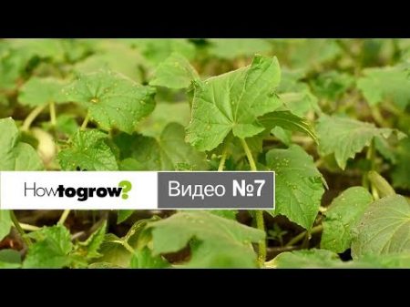 Подготовка рассады для высадки в грунт