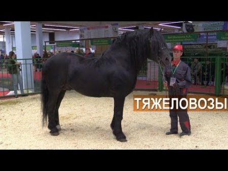 Тяжелоупряжные лошади Выставка Золотая Осень 2017