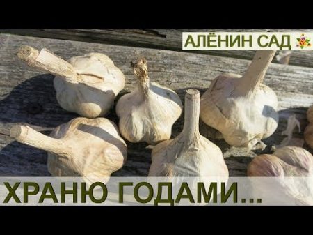 Как я храню озимый чеснок целый год!!! Как сохранить чеснок