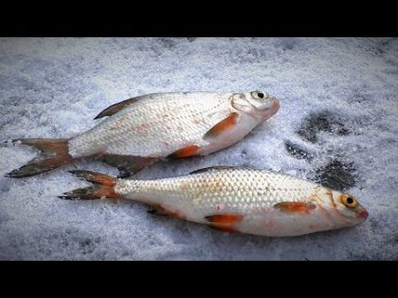 Рыбалка для души Зимняя простая рыбалка Ловля на мормышку окуня и густеру Жерлицы