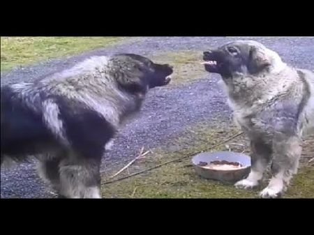 food aggression Illyrian Shepherd rank fight