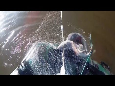 Рыбалка сплавной сетью Лов Кеты на Амуре 2018