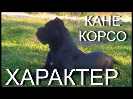 Порода Кане Корсо Характер собак КанеКорсоХарактер Канекорсо