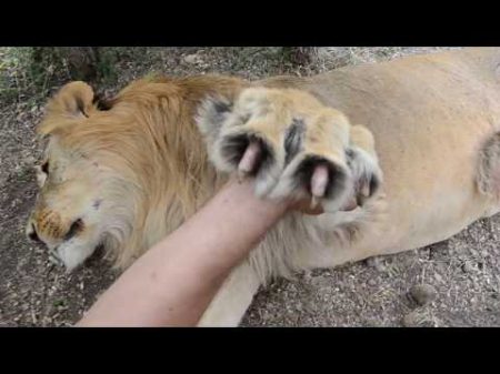 Красавица Герда и самый крупный лев Тайгана Чук фото сессия !Крым
