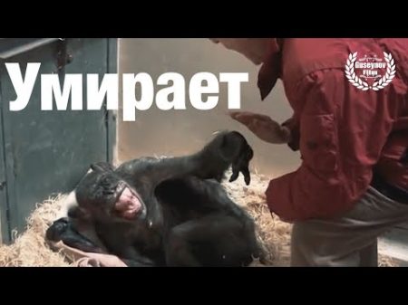 Умиряющая обезьяна прощается с человеком