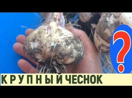 ОЧЕНЬ КРУПНЫЙ ЧЕСНОК МУЛЬЧИРОВАНИЕ ЧЕСНОКА ОСЕНЬЮ