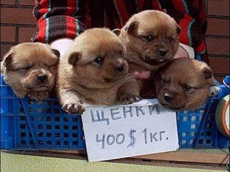 Собачий рынок Одесса Разные породы собак Продажа собак и кошек Топ 5 собак птичий рынок наш