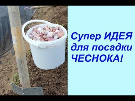 Супер ИДЕЯ для посадки ЧЕСНОКА!