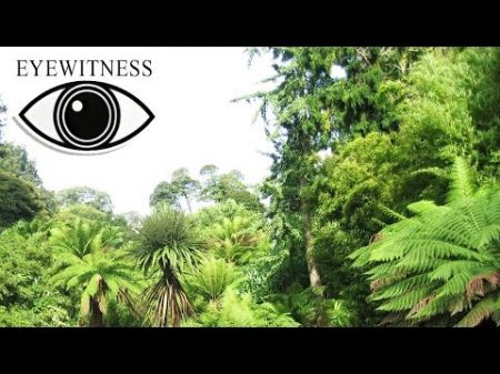 Все Про Джунгли BBC Документальныи Фильм Eyewitness Jungle