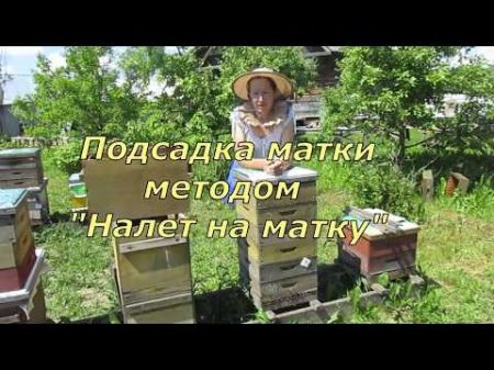 Подсадка матки методом Налет на матку