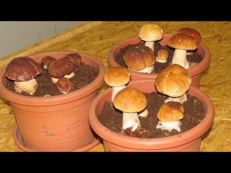 Как вырастить много белых грибов дома шокирующий результат