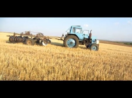 МТЗ 80 с БДТ Дисковка стерни после пшеницы на Новом участке