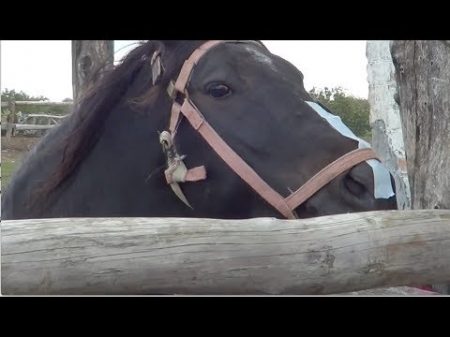 Простой способ успокоить лошадь перед расчисткой копыт