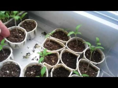 Засаждане на домати разсад от семена Част 1