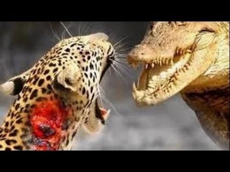 ЛЕОПАРД против КРОКОДИЛА CRAZIEST Animal Fights