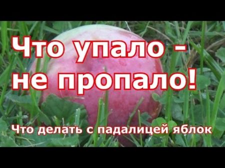 Что делать с падалицей яблок