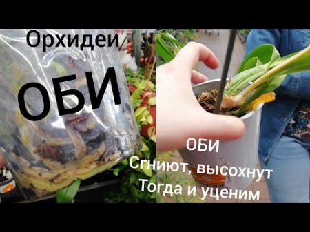 Орхидеи ОБИ 23 мая Уценки убитых напрочь Орхидей без цветов Орхидеи не уценяют ждут когда сгниют