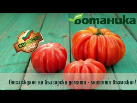 Всичко което трябва да знаете за българските сортове домати