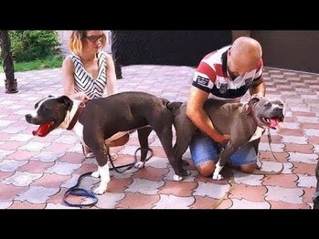 Собачье счастье Стаффордширские терьеры A dog s happiness Staffordshire terriers