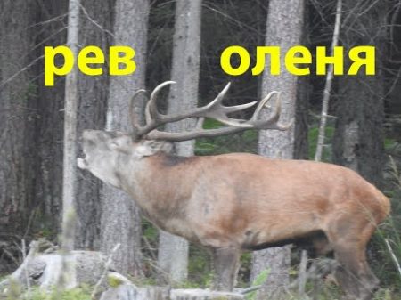 Рев оленя во время гона