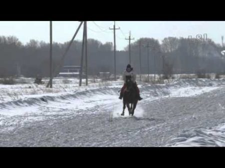 Скачка беспородные лошади Шушенское 2016 Horse Animal racing конь смотреть онлайн бега